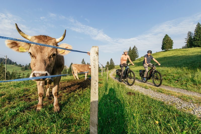 Viele neue Modell für 2020 eingetroffen Image 1